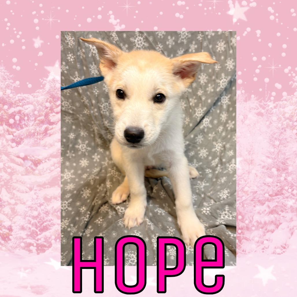 Hope, Adoptable, Puppy Female Great Pyrenees & Husky.