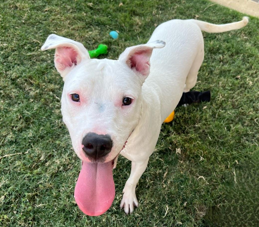 Miracle* A212071