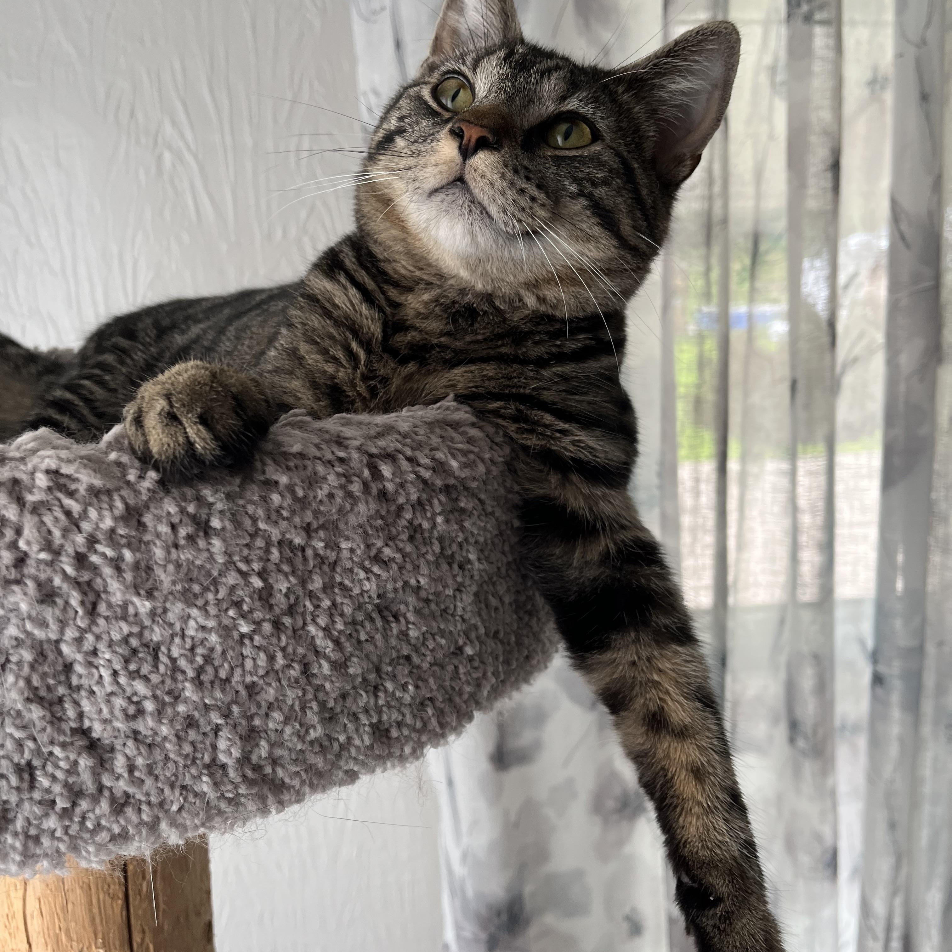 Tommy, a ADOPTABLE mixed breed in Massillon, OH image 6/6