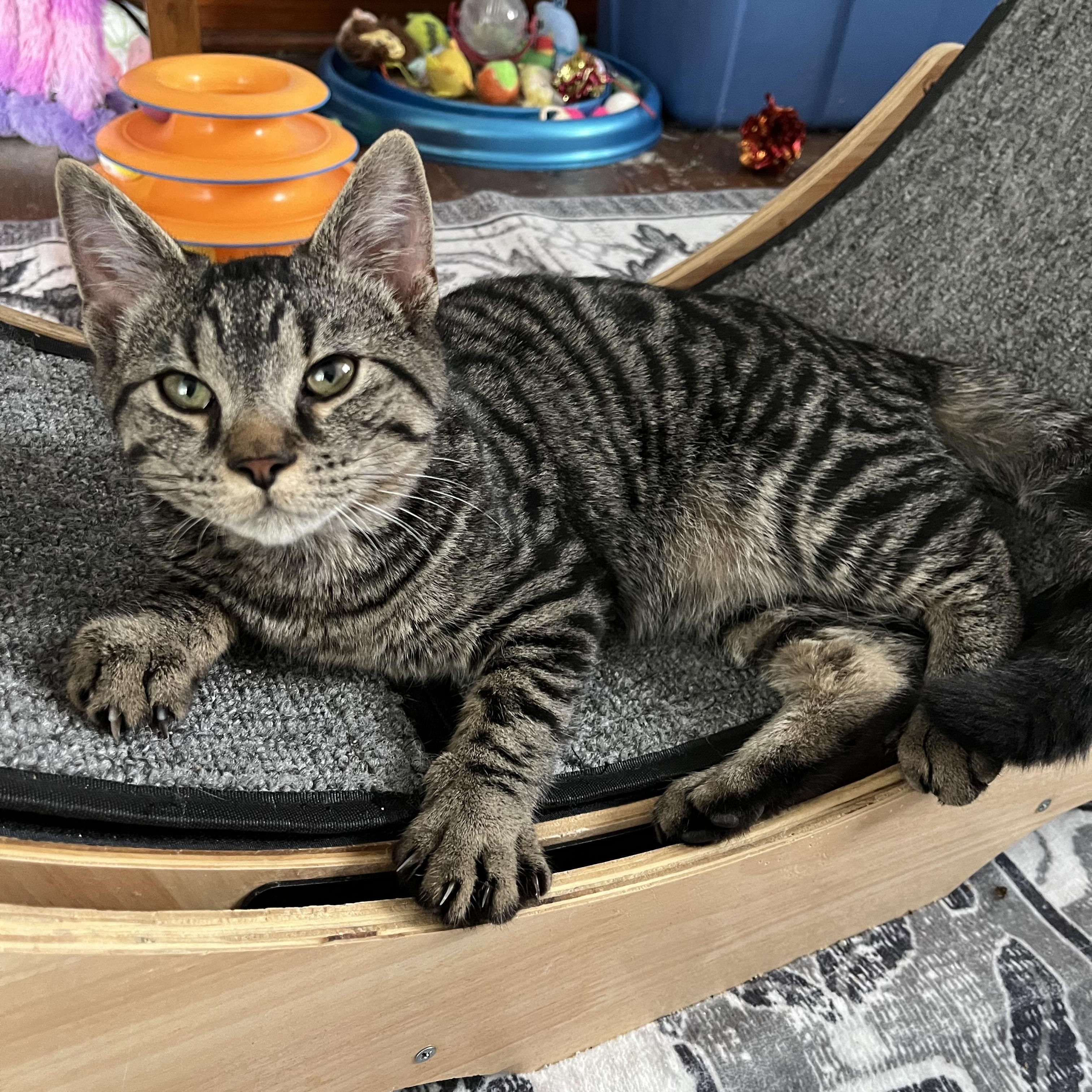 Enlarge Tommy, a ADOPTABLE mixed breed in Massillon, OH image 3/6
