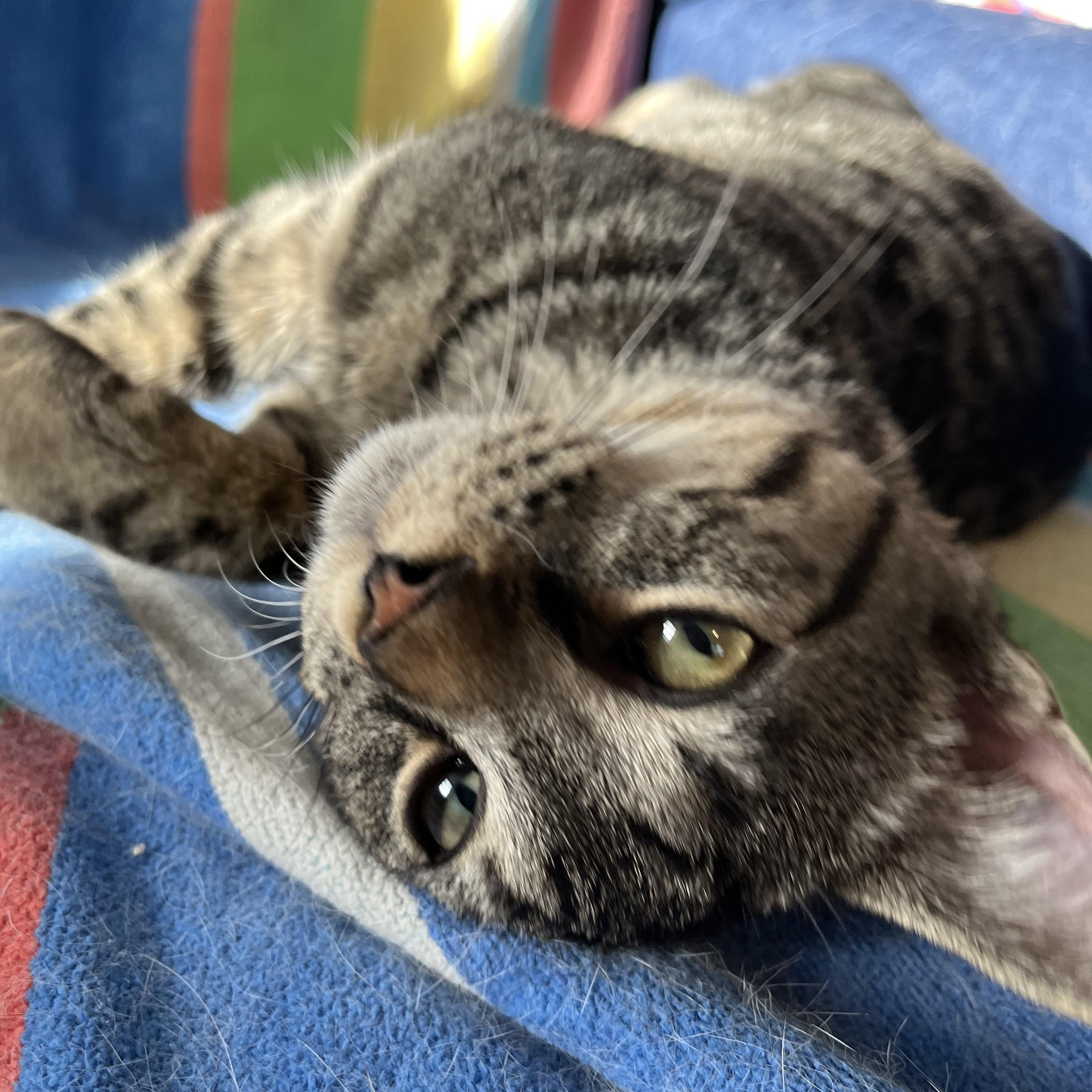 Enlarge Tommy, a ADOPTABLE mixed breed in Massillon, OH image 5/6