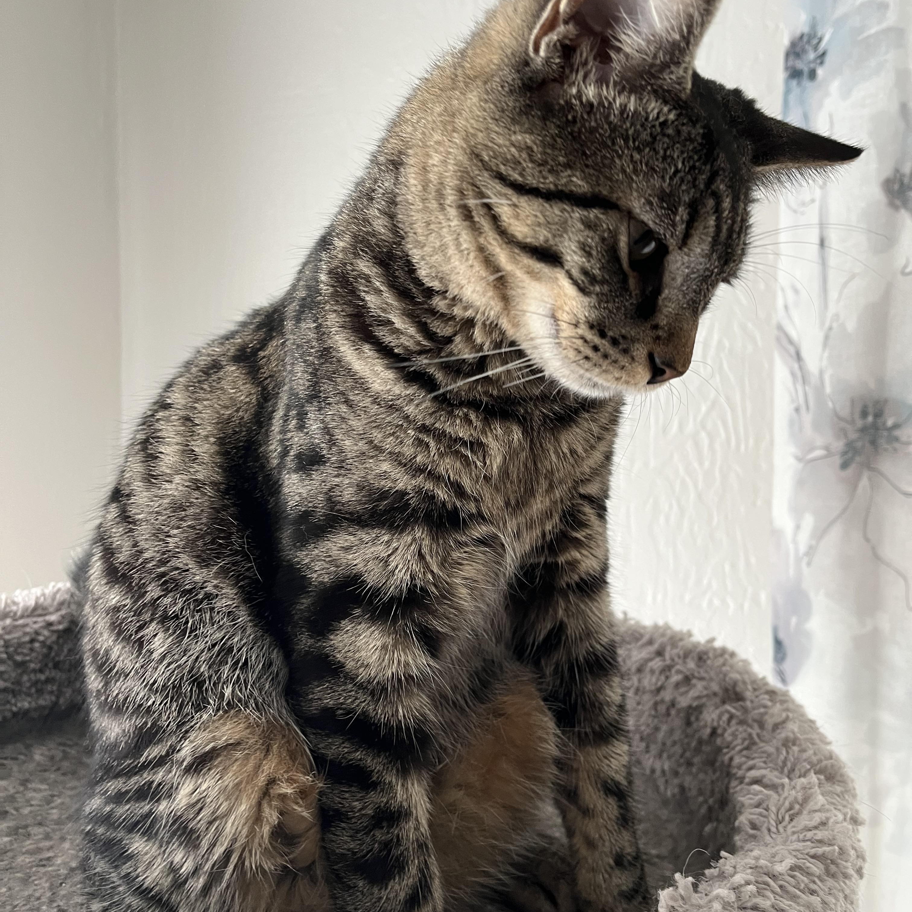 Tommy, ADOPTABLE, Kitten Male Domestic Short Hair.