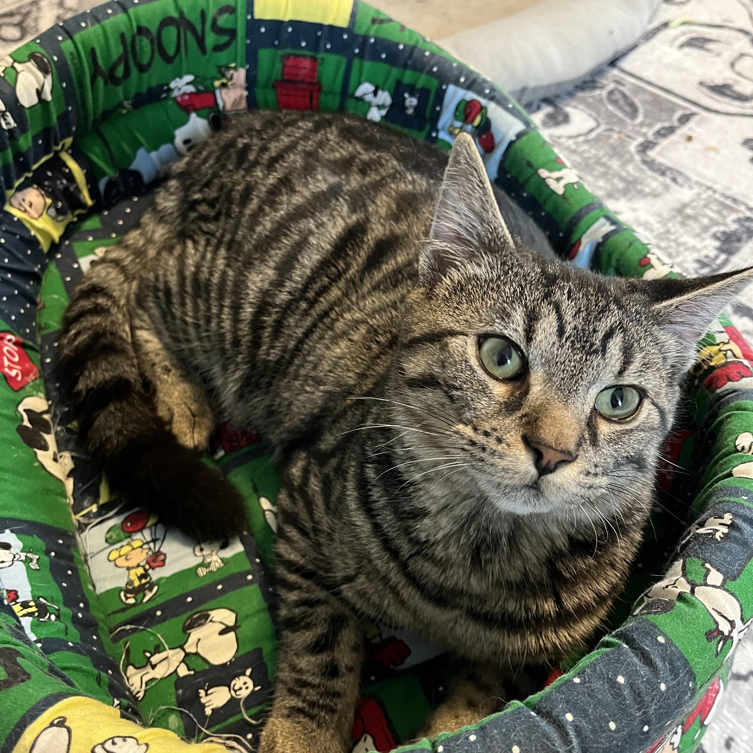 Tommy, ADOPTABLE, Kitten Male Domestic Short Hair.