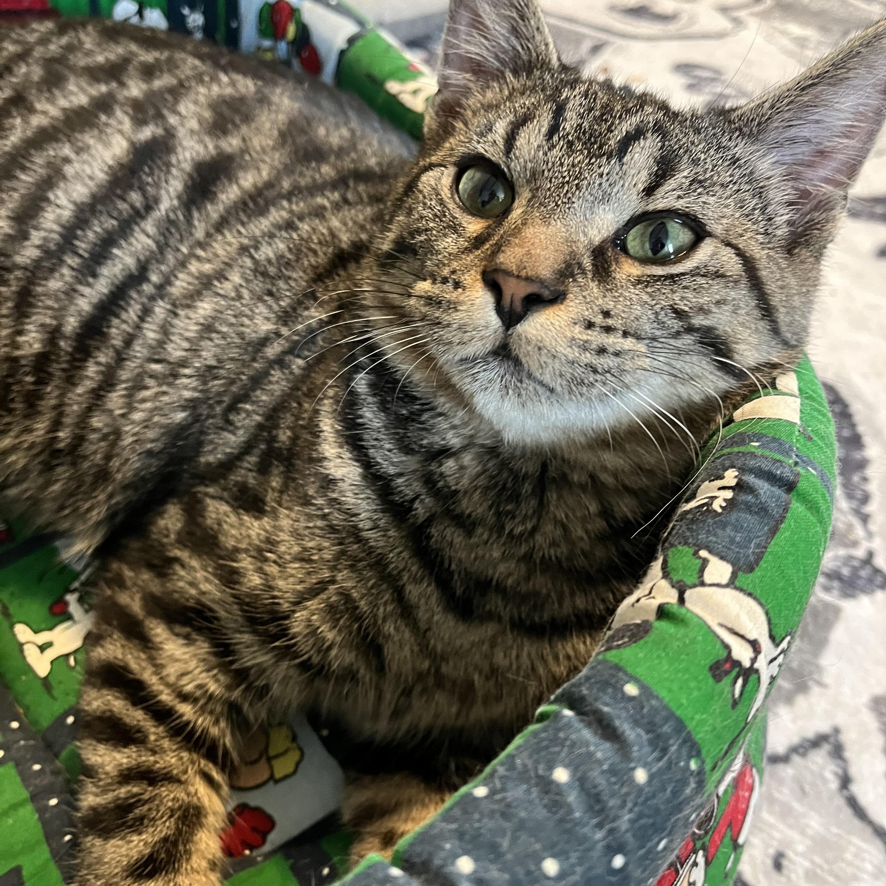 Enlarge Tommy, a ADOPTABLE mixed breed in Massillon, OH image 2/6
