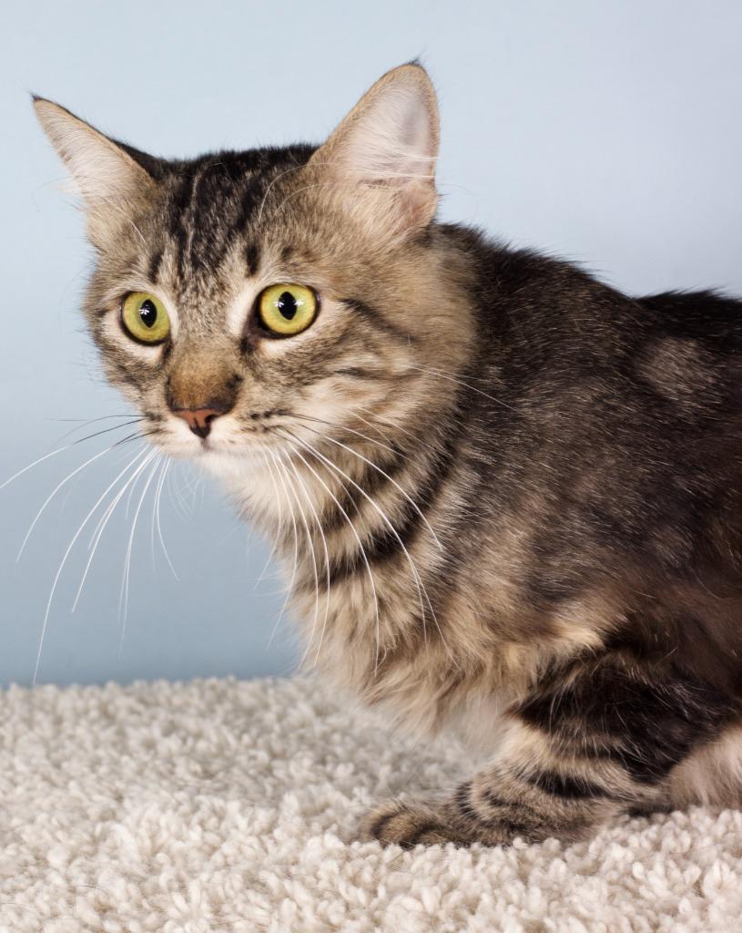 Enlarge Romeo, a Adoptable mixed breed in Gilbert, AZ image 1/1