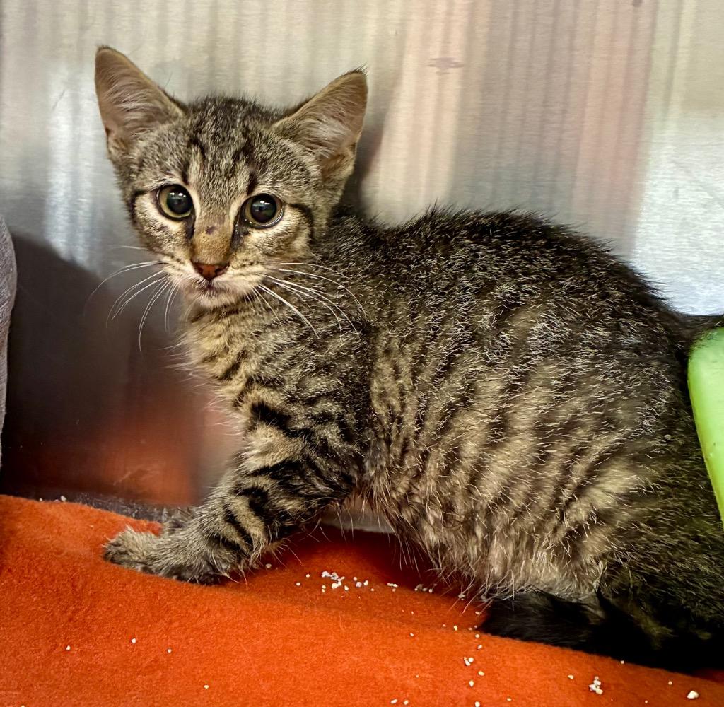Billie, Adoptable, Kitten Female Domestic Short Hair.
