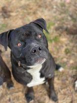 Deitz, Adoptable, Adult Male American Bulldog & Boxer.