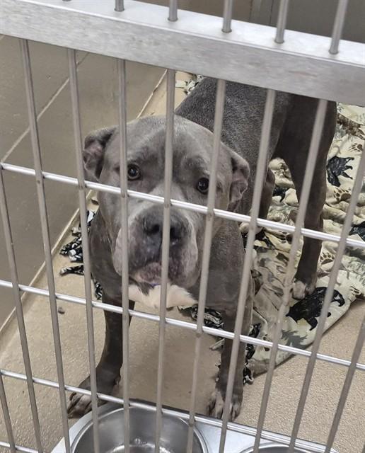 VENUS, Adoptable, Adult Female Pit Bull Terrier.