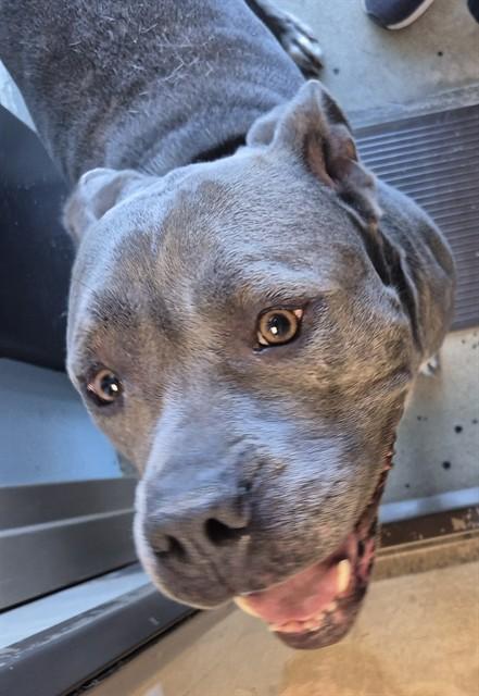 VENUS, Adoptable, Adult Female Pit Bull Terrier.