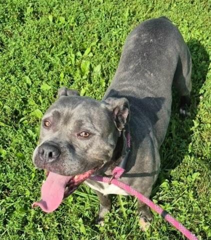 Enlarge VENUS, a Adoptable Pit Bull Terrier in Decatur, IL image 1/1