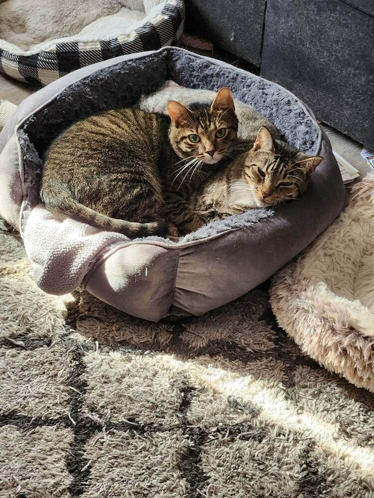 Enlarge Ekko, a Adoptable Domestic Short Hair in Virginia Beach, VA image 1/6