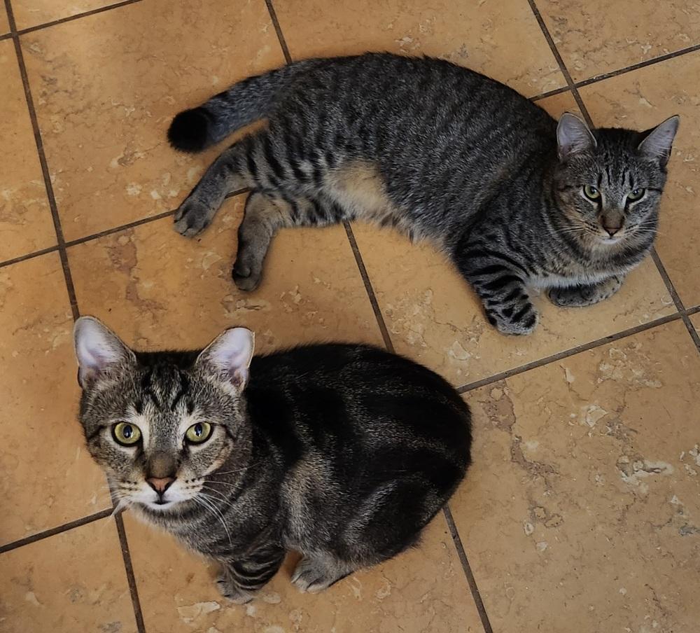 Enlarge Ekko, a Adoptable Domestic Short Hair in Virginia Beach, VA image 1/6