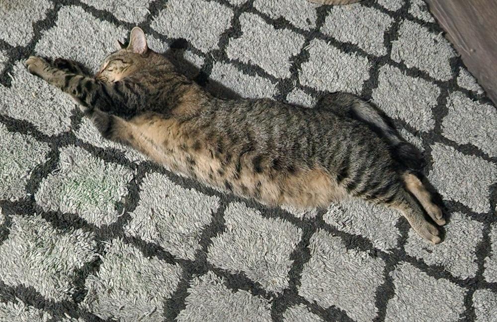 Enlarge Ekko, a Adoptable Domestic Short Hair in Virginia Beach, VA image 2/6