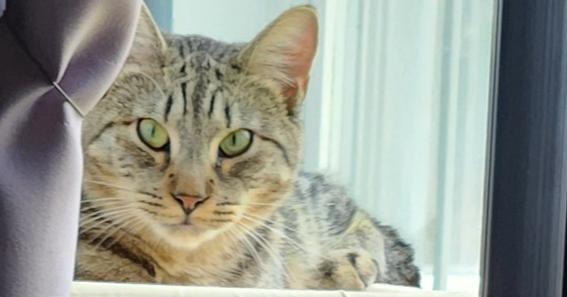 Ekko, a Adoptable Domestic Short Hair in Virginia Beach, VA image 3/6
