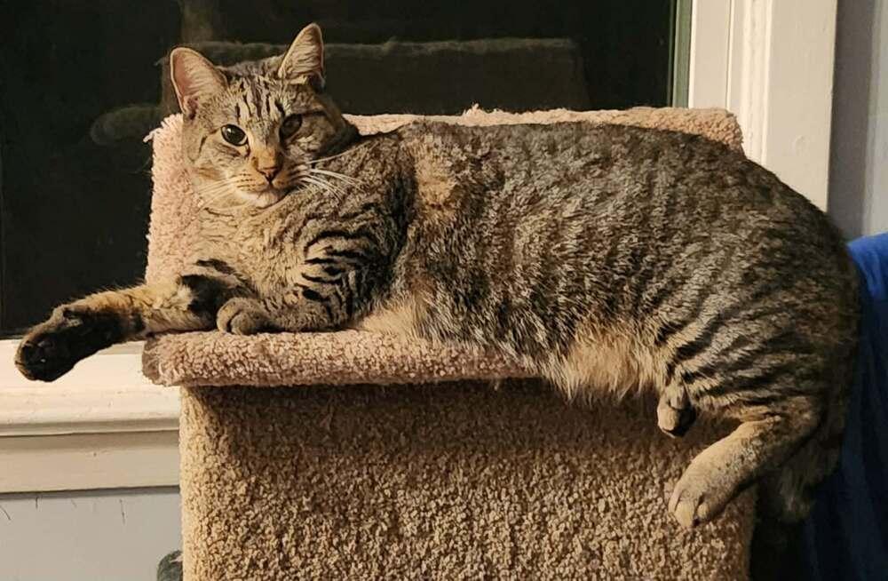 Enlarge Ekko, a Adoptable Domestic Short Hair in Virginia Beach, VA image 5/6