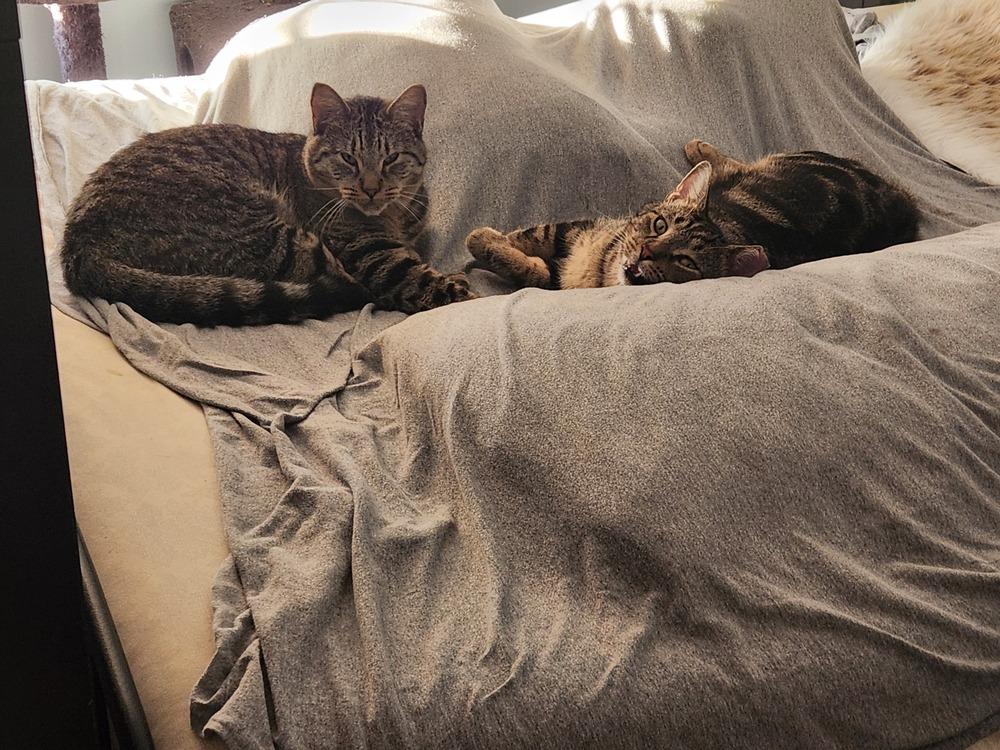 Enlarge Ekko, a Adoptable Domestic Short Hair in Virginia Beach, VA image 3/6