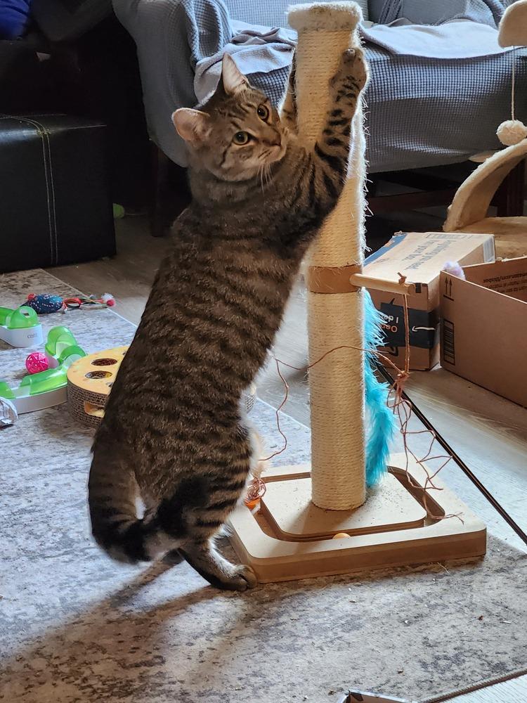 Enlarge Ekko, a Adoptable Domestic Short Hair in Virginia Beach, VA image 5/6