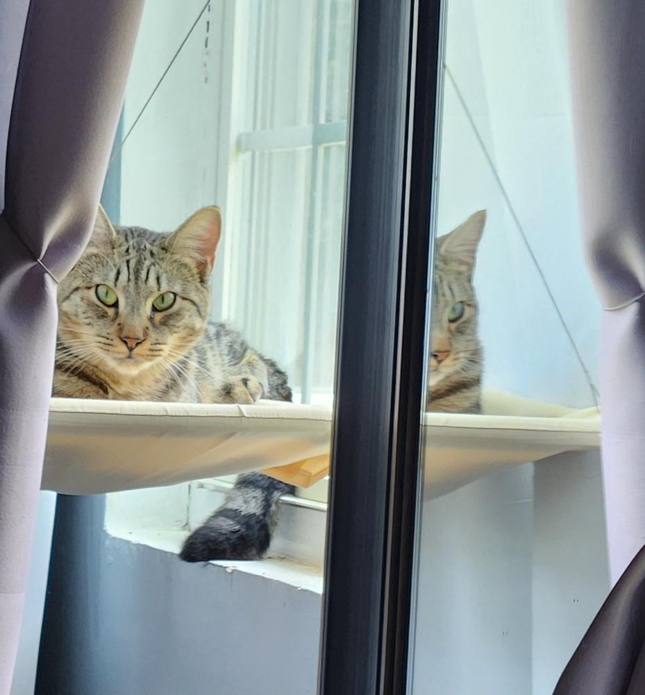 Enlarge Ekko, a Adoptable Domestic Short Hair in Virginia Beach, VA image 6/6