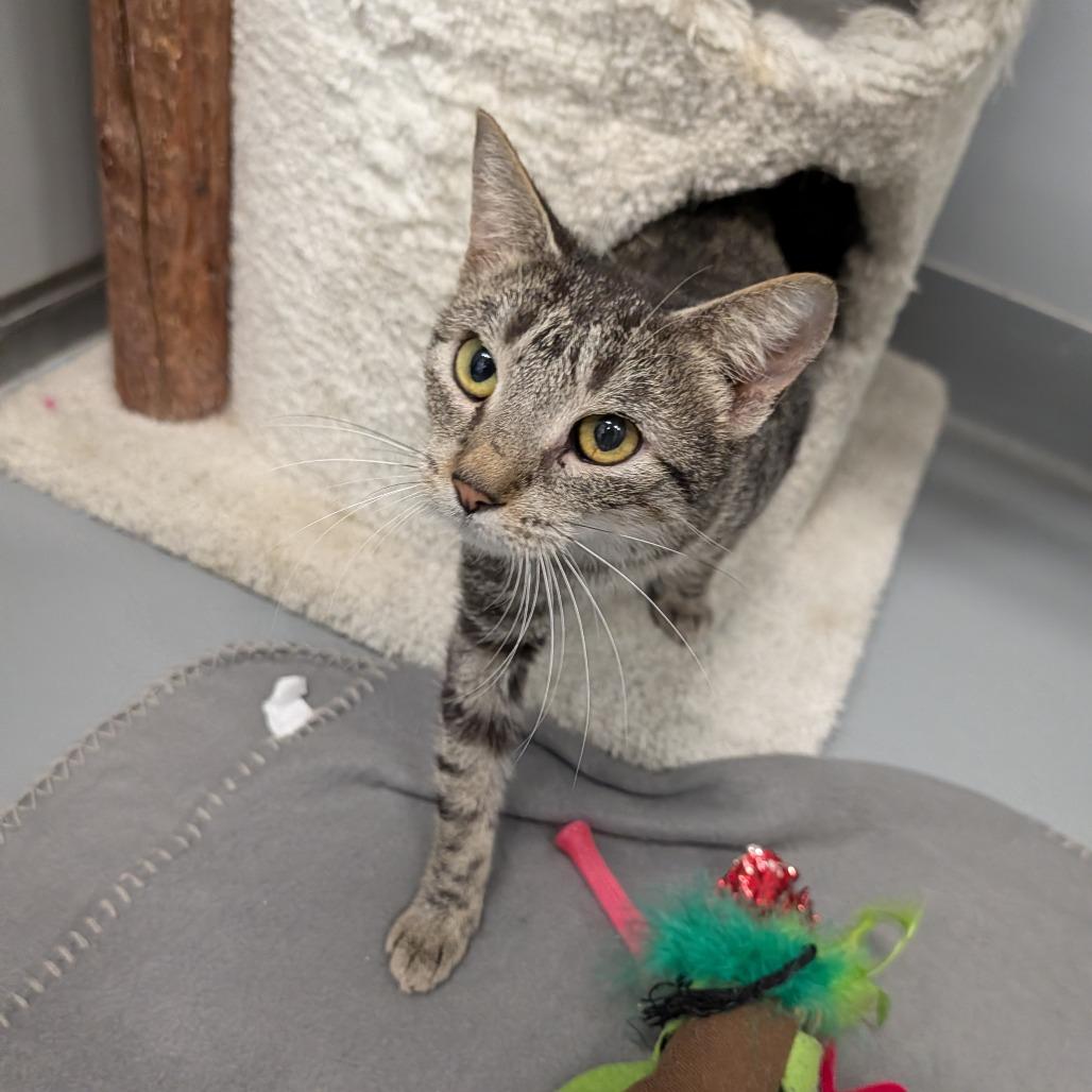 Enlarge Olympia, an adopted Domestic Short Hair in Cape Girardeau, MO image 3/3