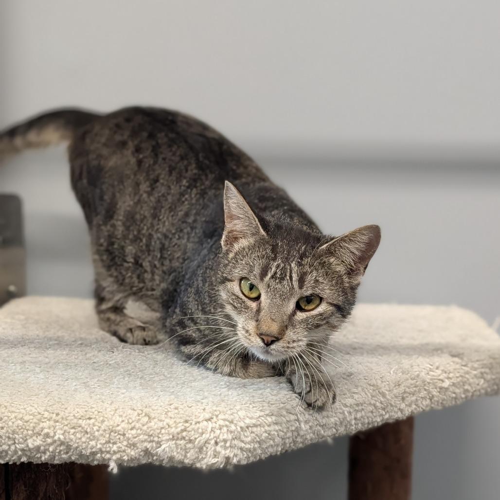 Enlarge Olympia, an adopted Domestic Short Hair in Cape Girardeau, MO image 2/3