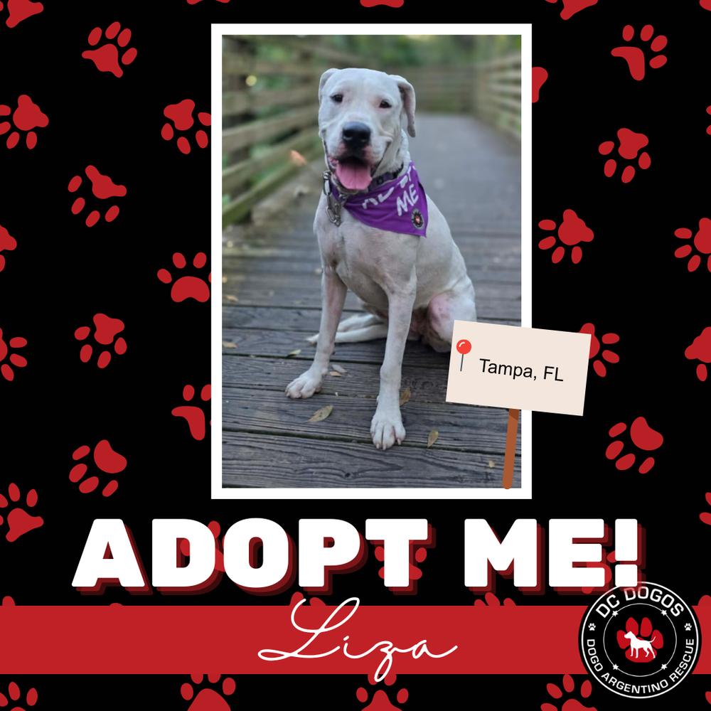 Liza, ADOPTABLE, Adult Female Dogo Argentino.