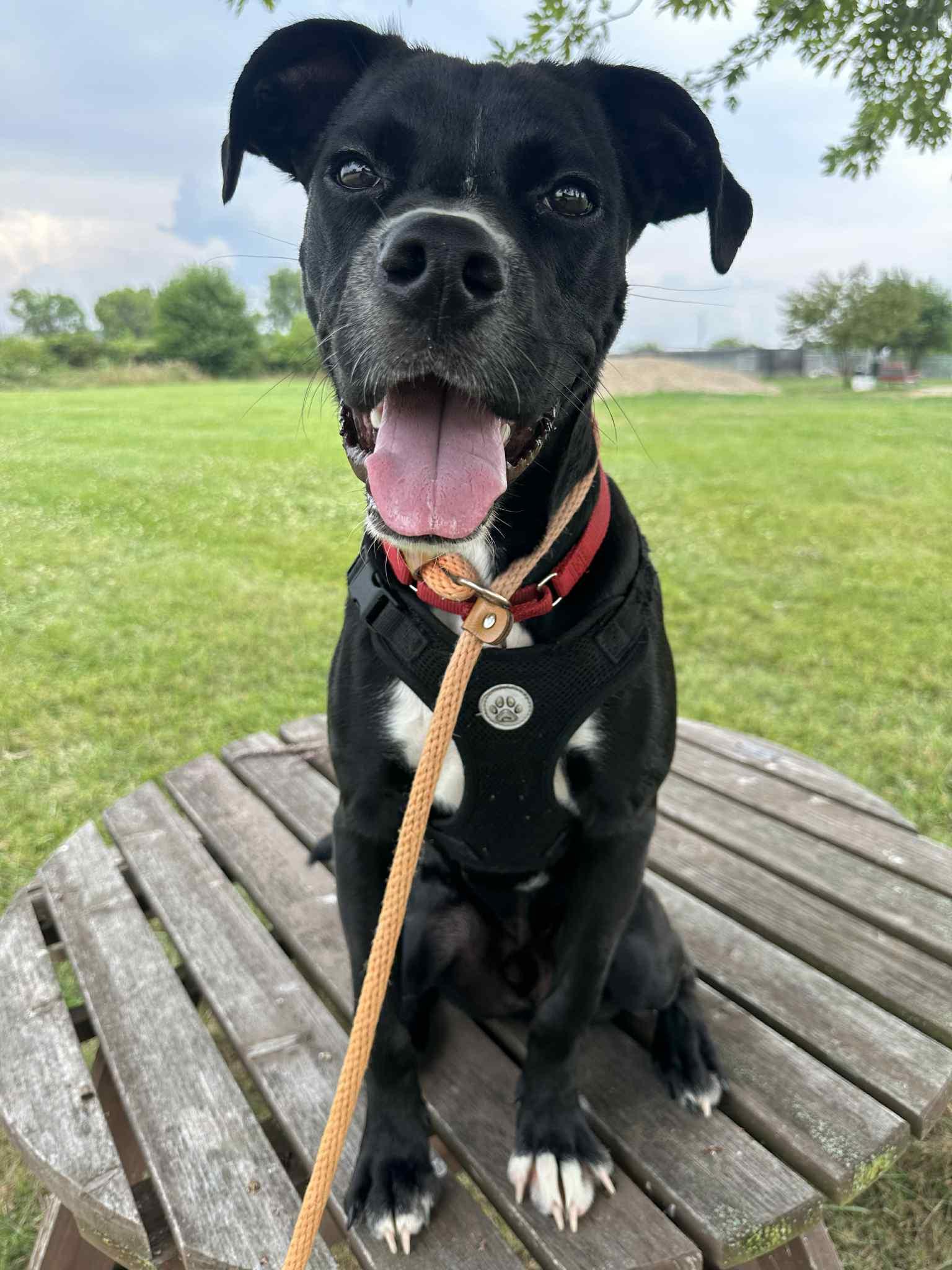 Tyson