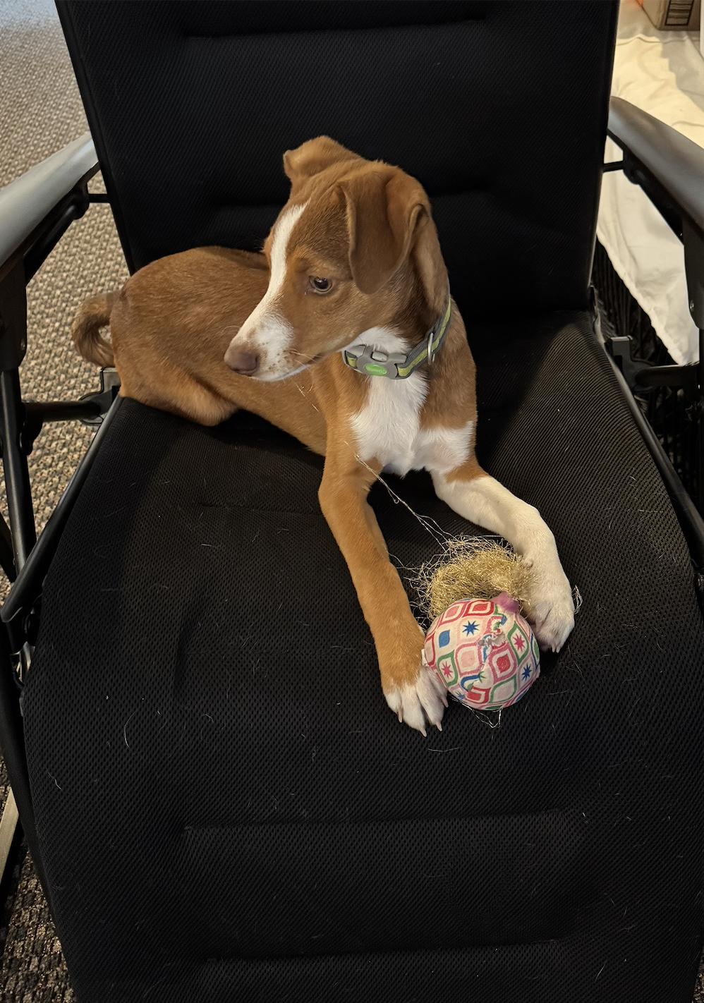 Enlarge Scout, a Adopted mixed breed in Pittsburgh, PA image 4/4