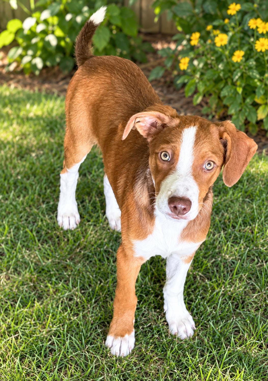 Scout, Adopted, Puppy Male Australian Shepherd & Mountain Cur.