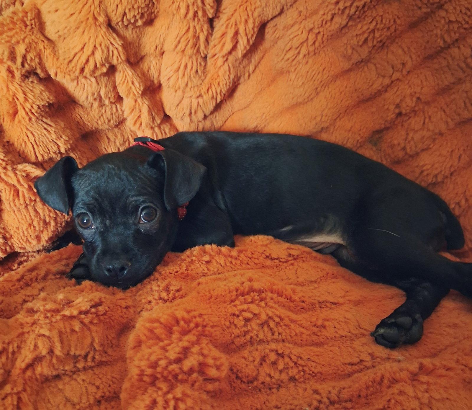 Bug A Boo, Adopted, Puppy Male Boston Terrier & Chihuahua.