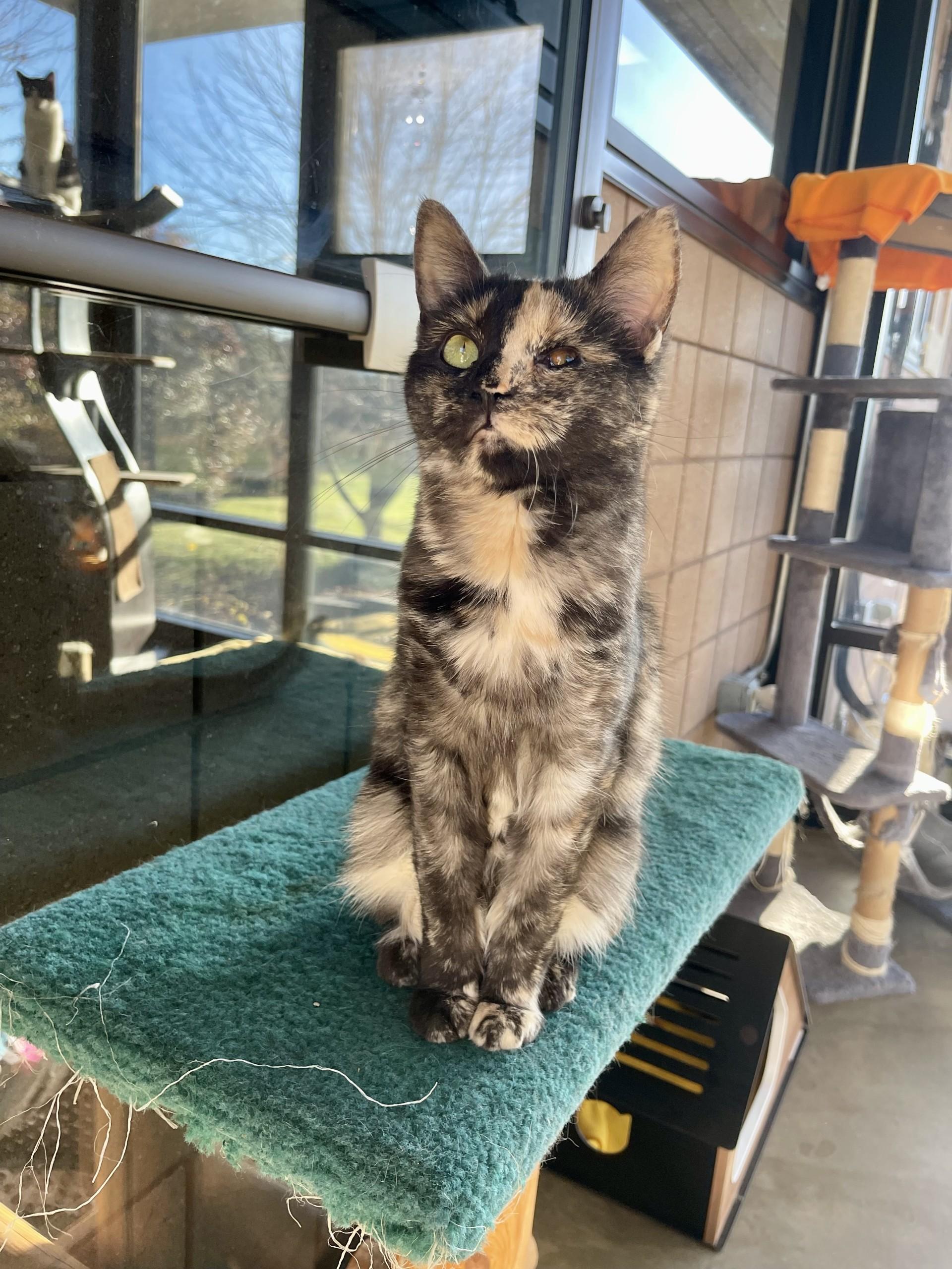 Toffee, Adoptable, Young Female Domestic Short Hair.