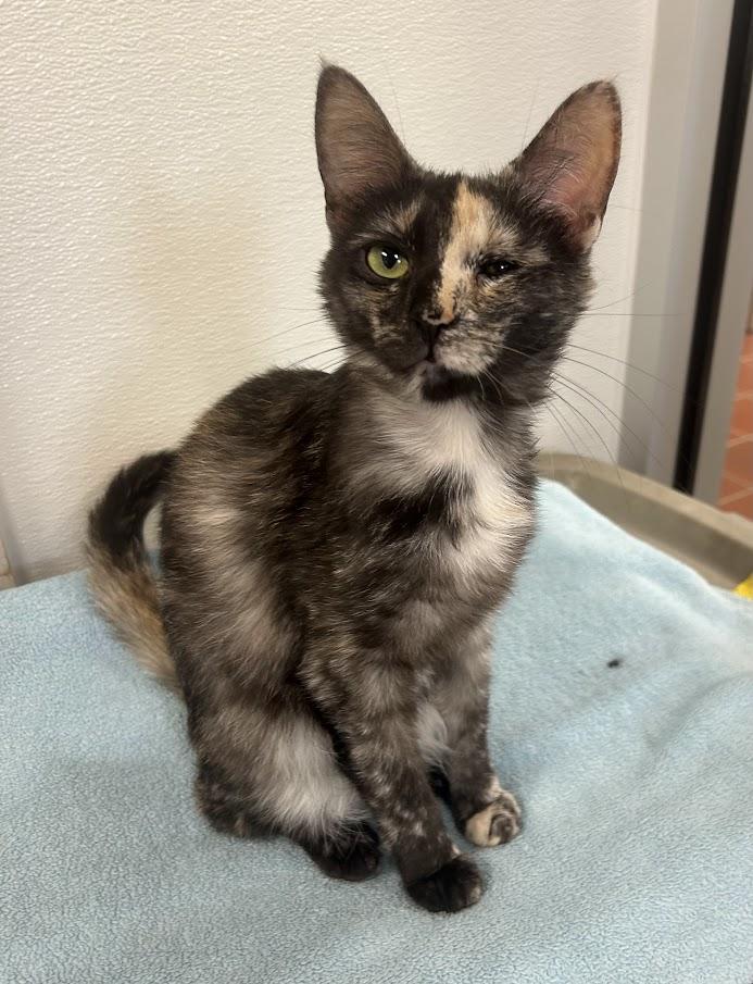 Enlarge Toffee, a Adoptable Domestic Short Hair in Battle Creek, MI image 4/5