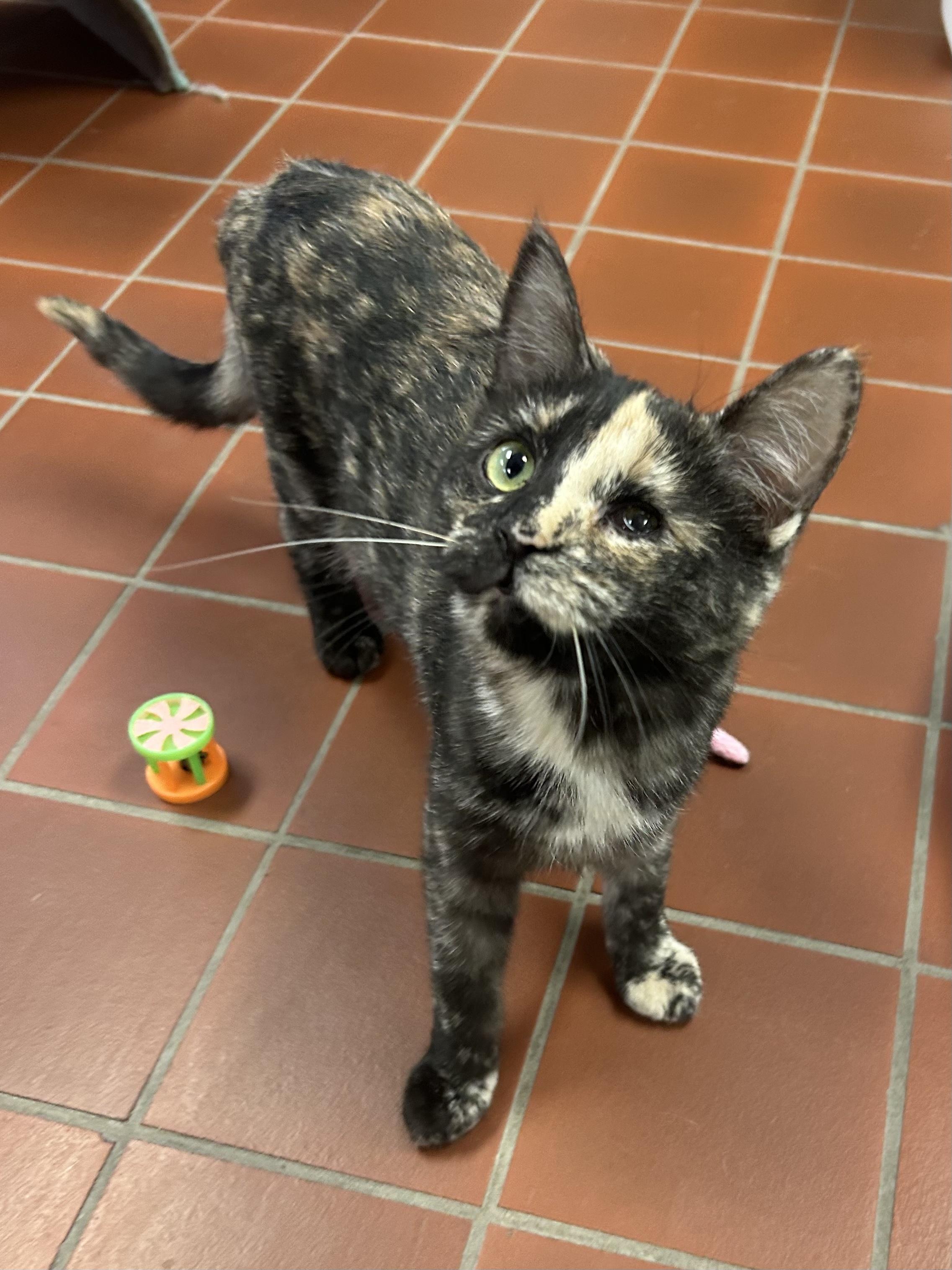 Enlarge Toffee, a Adoptable Domestic Short Hair in Battle Creek, MI image 3/5