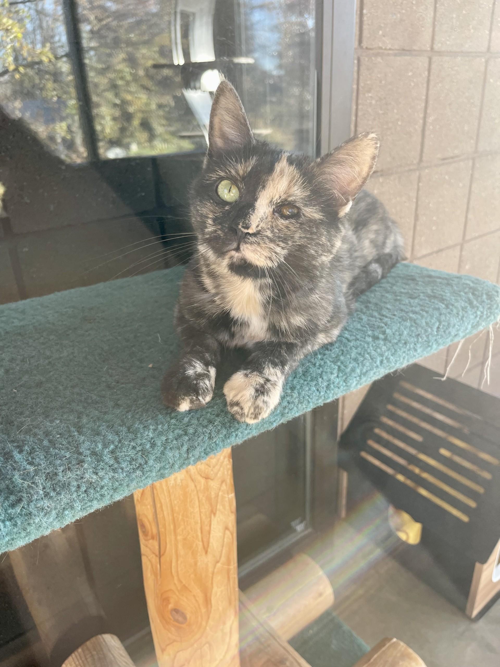 Enlarge Toffee, a Adoptable Domestic Short Hair in Battle Creek, MI image 5/5