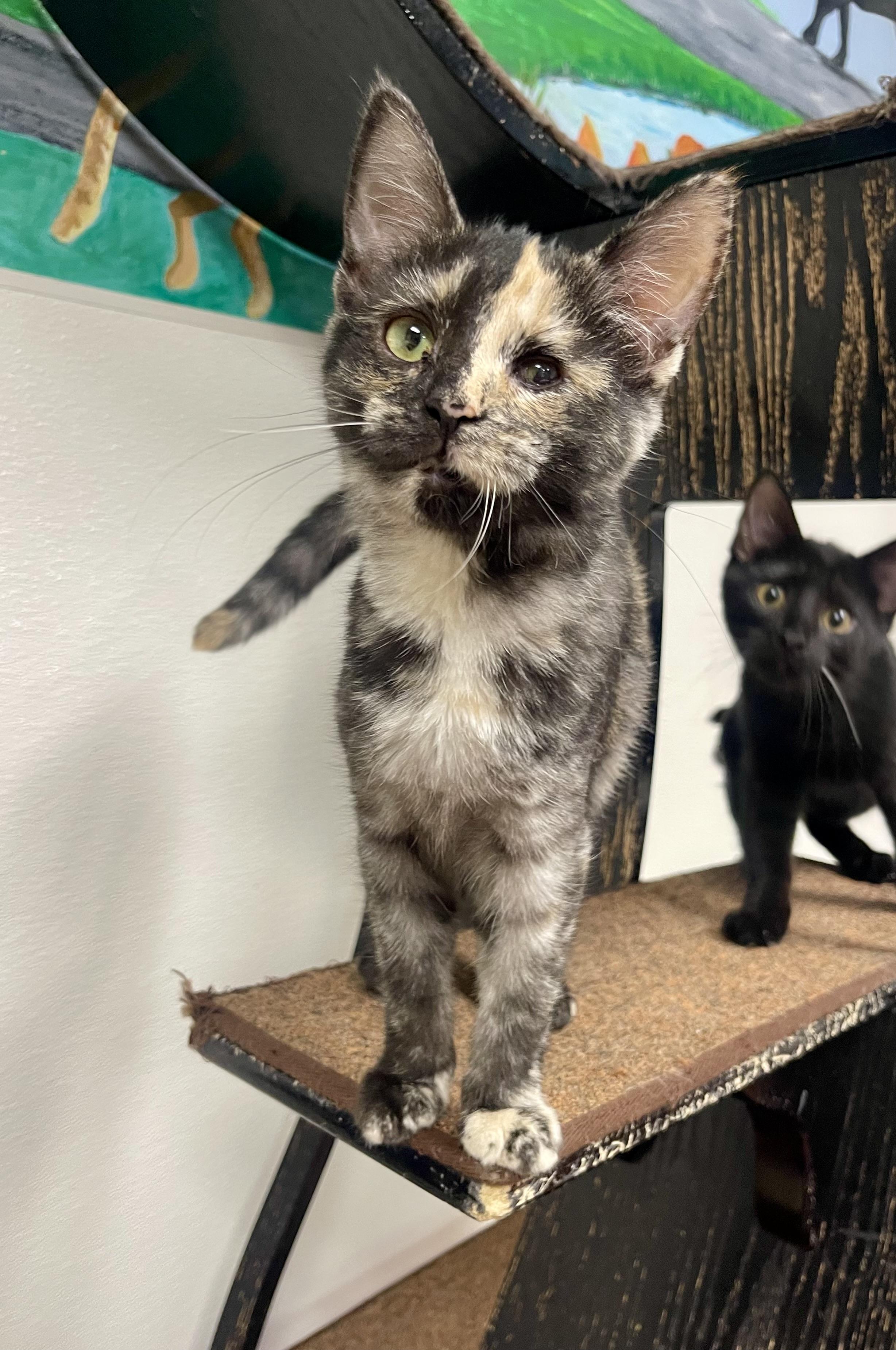 Enlarge Toffee, a Adoptable Domestic Short Hair in Battle Creek, MI image 2/5