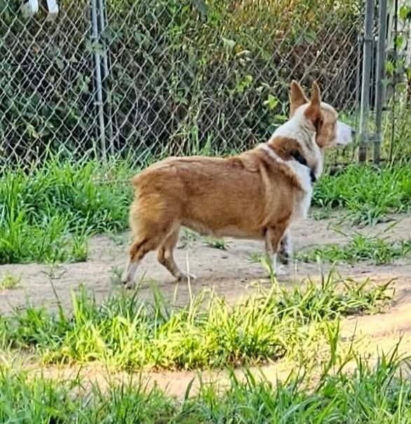 Louie-I26031, a ADOPTABLE Pembroke Welsh Corgi in Anoka, MN image 2/3