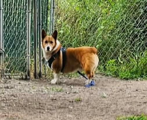 Louie-I26031, a ADOPTABLE Pembroke Welsh Corgi in Anoka, MN image 3/3