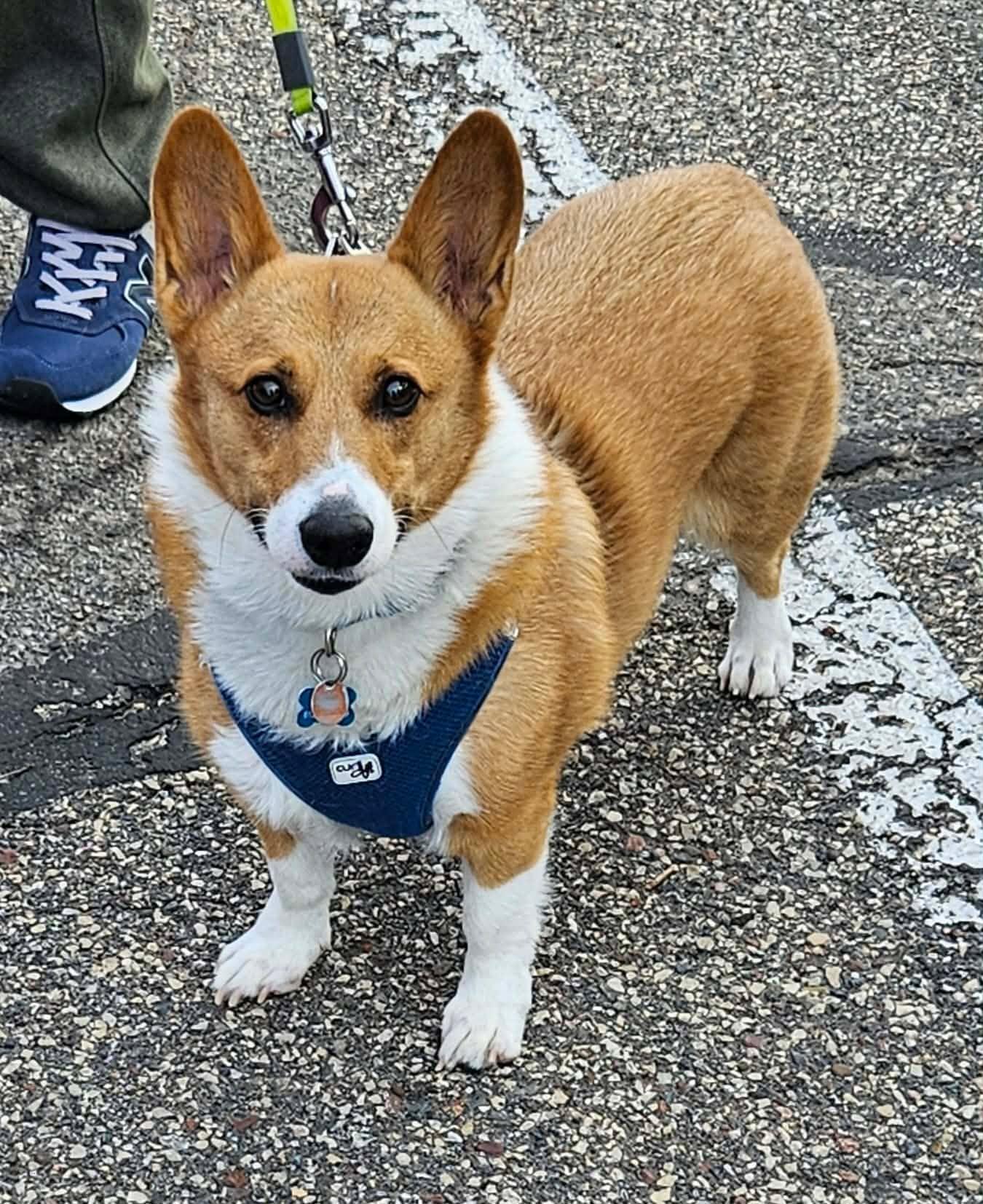 Louie-I26031, a ADOPTABLE Pembroke Welsh Corgi in Anoka, MN image 1/3
