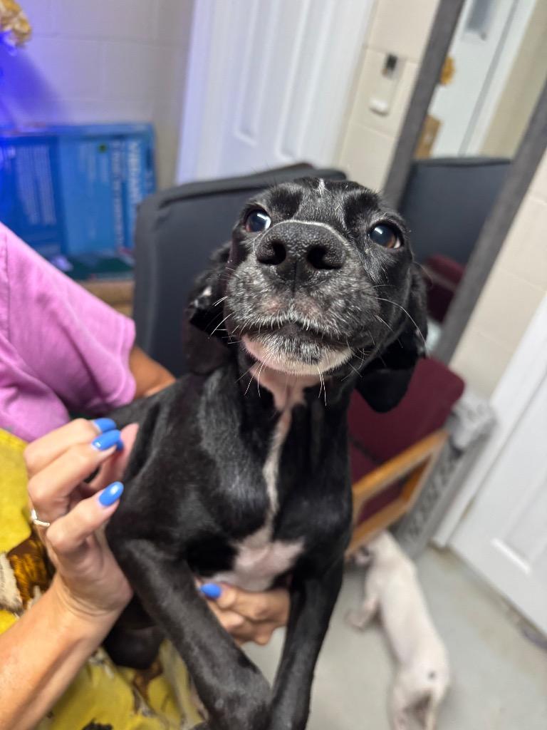 Enlarge Aurora, a Adoptable mixed breed in Metter, GA image 1/1