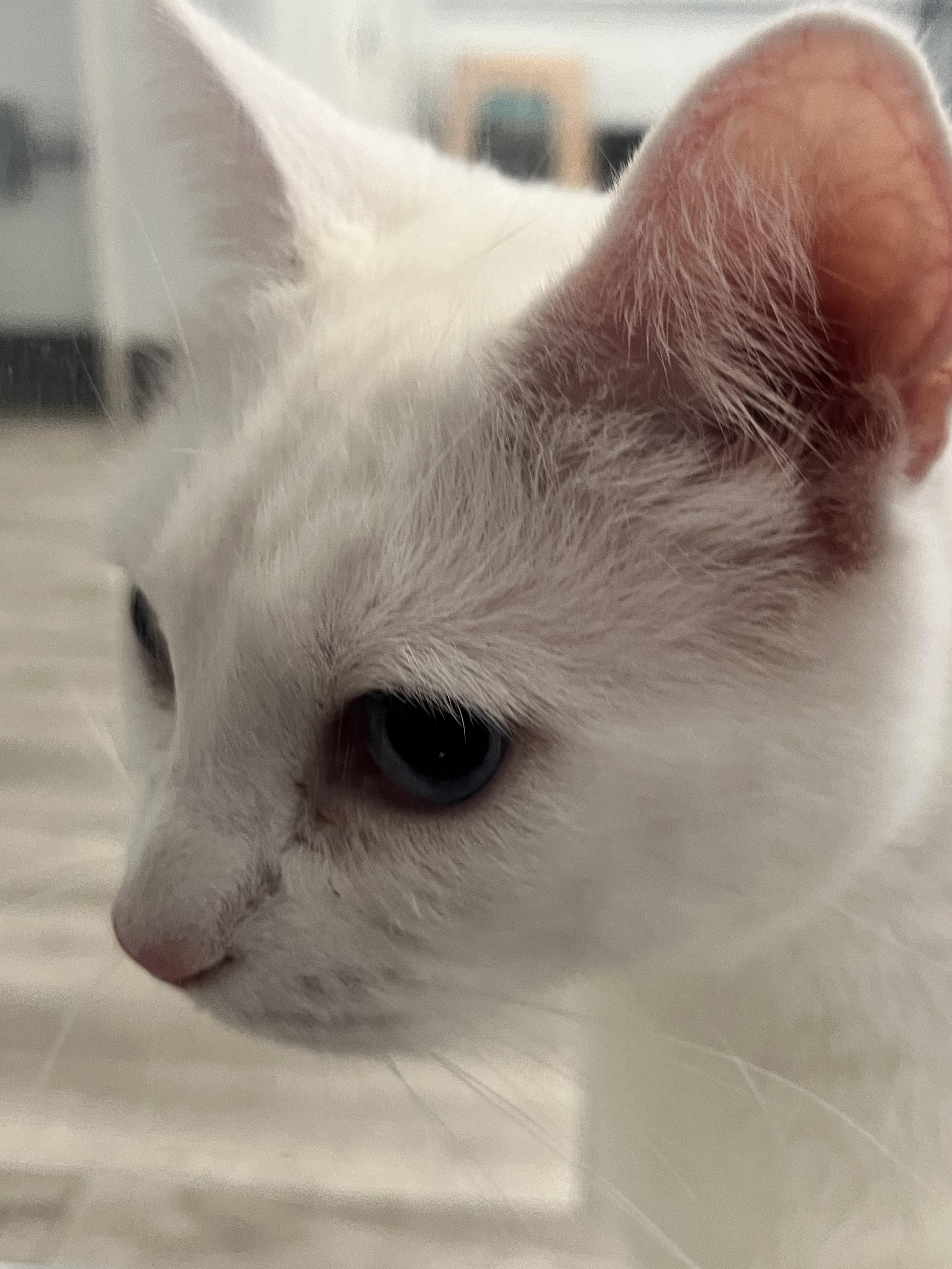 Enlarge Elsa, an adopted Turkish Angora in Morganton, NC image 3/3