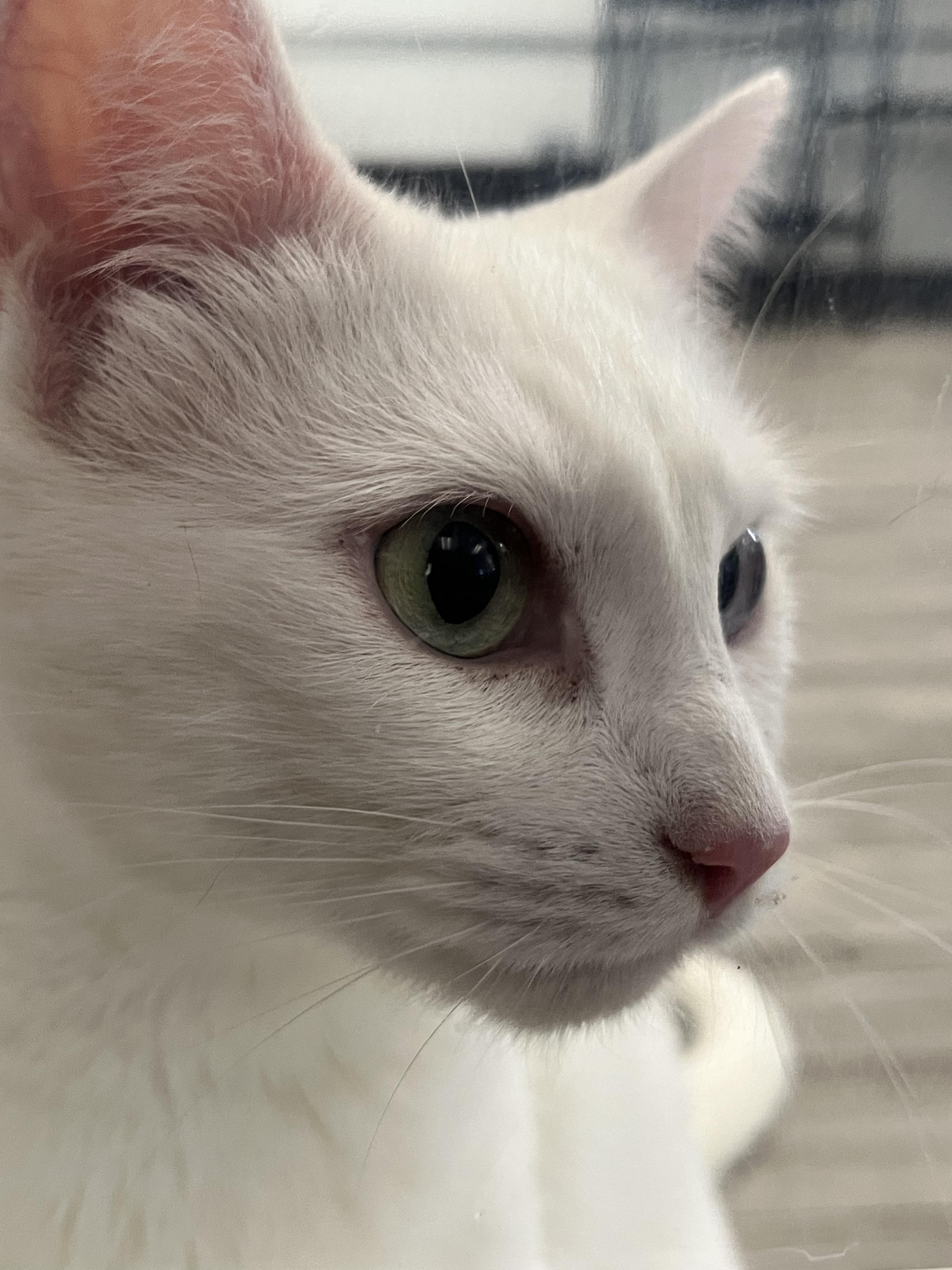Enlarge Elsa, an adopted Turkish Angora in Morganton, NC image 2/3