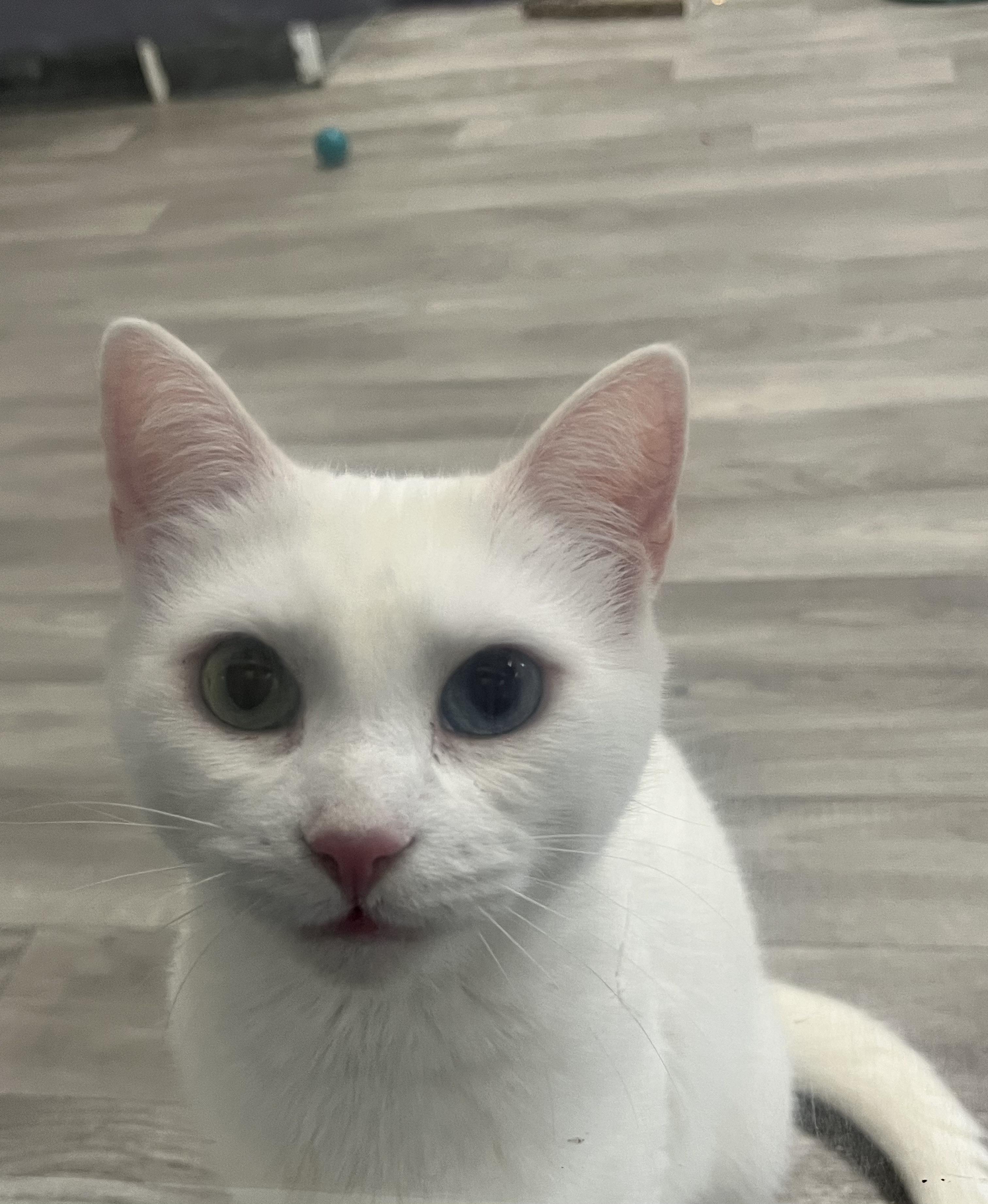 Enlarge Elsa, an adopted Turkish Angora in Morganton, NC image 1/3