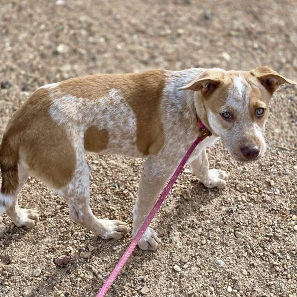 Enlarge Little Red, a Adoptable mixed breed in Austin, TX image 3/3