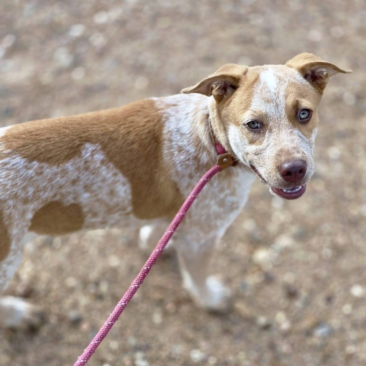 Enlarge Little Red, a Adoptable mixed breed in Austin, TX image 2/3