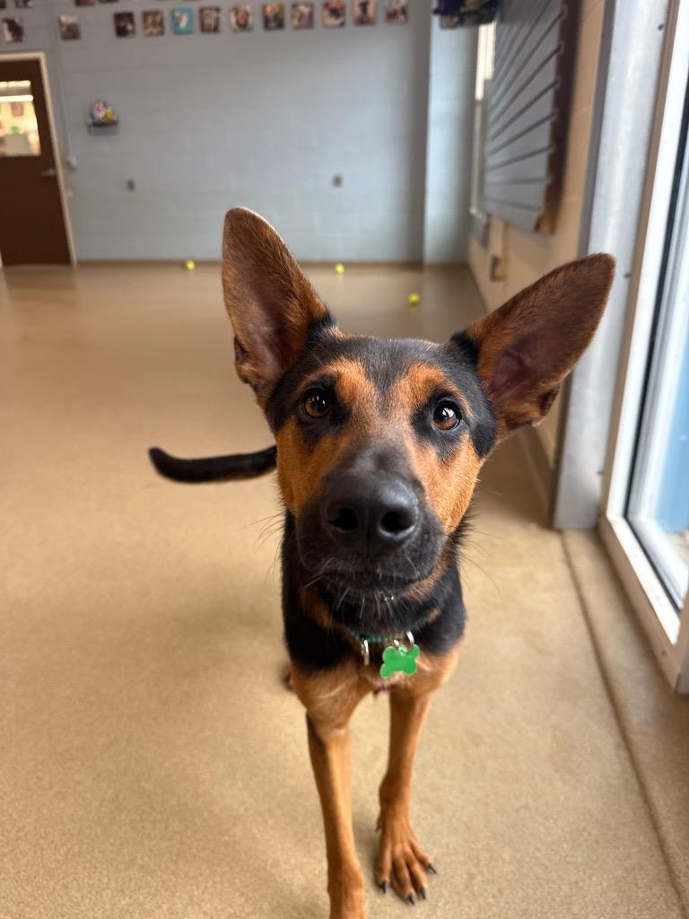 Enlarge Maddox, a Adoptable mixed breed in North Syracuse, NY image 1/3