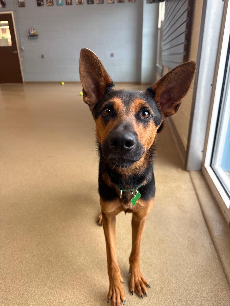Enlarge Maddox, a Adoptable mixed breed in North Syracuse, NY image 3/3