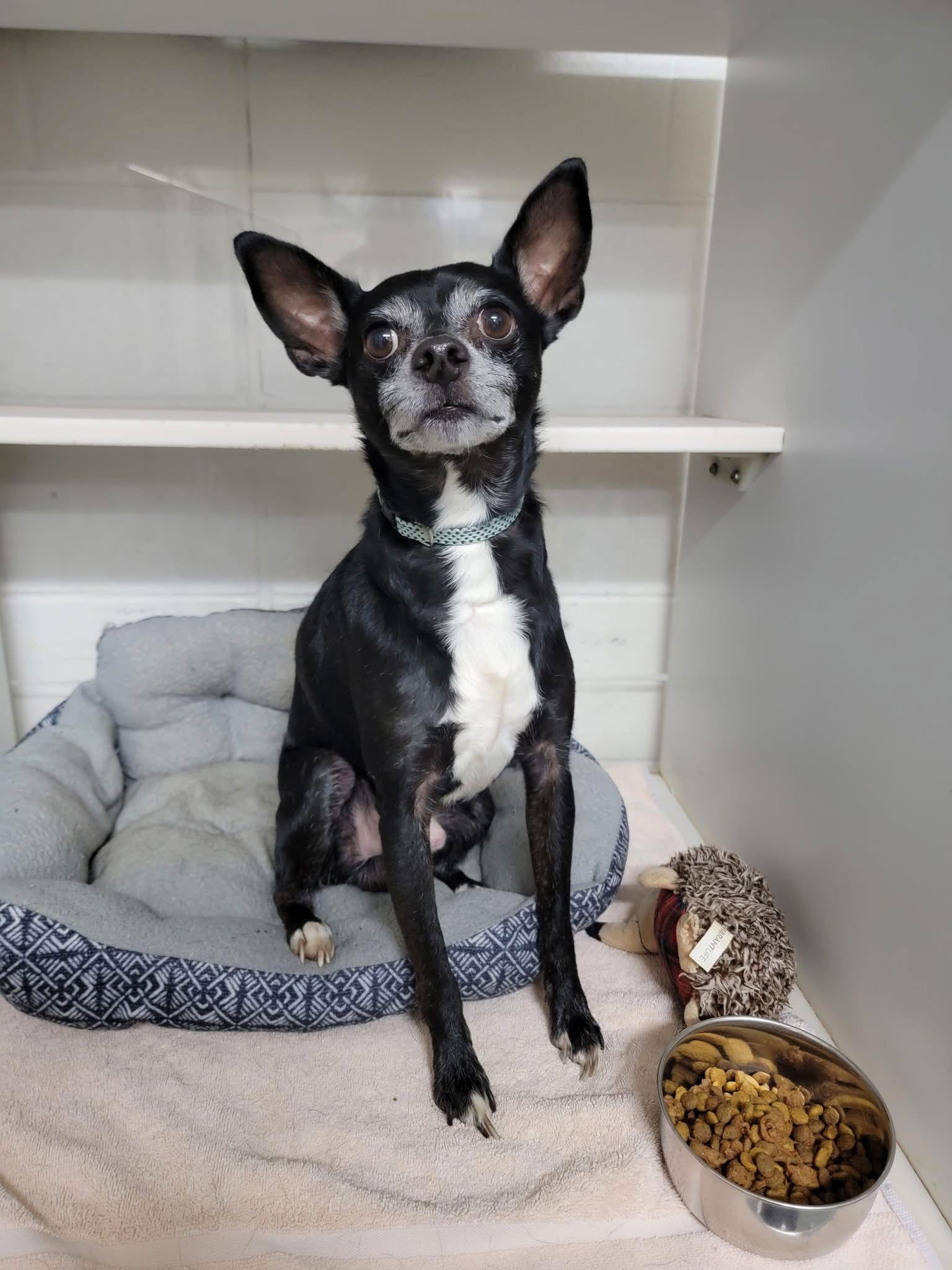 Petey, a Adoptable mixed breed in Middlesex, NC image 1/2