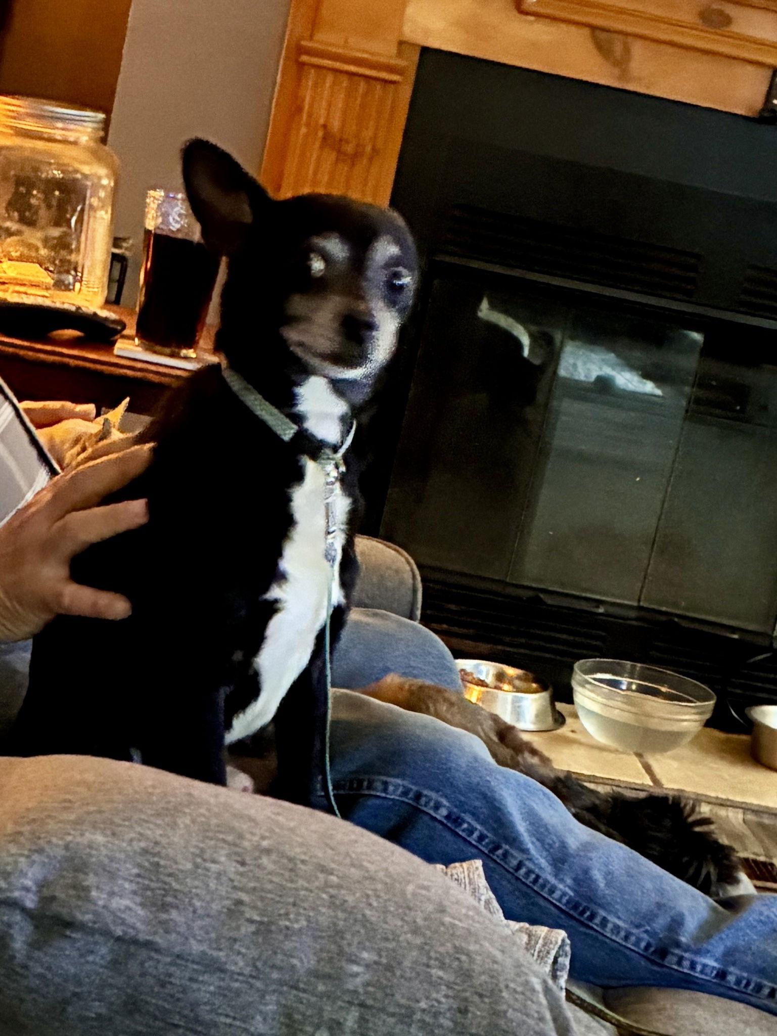 Petey, a Adoptable mixed breed in Middlesex, NC image 2/2