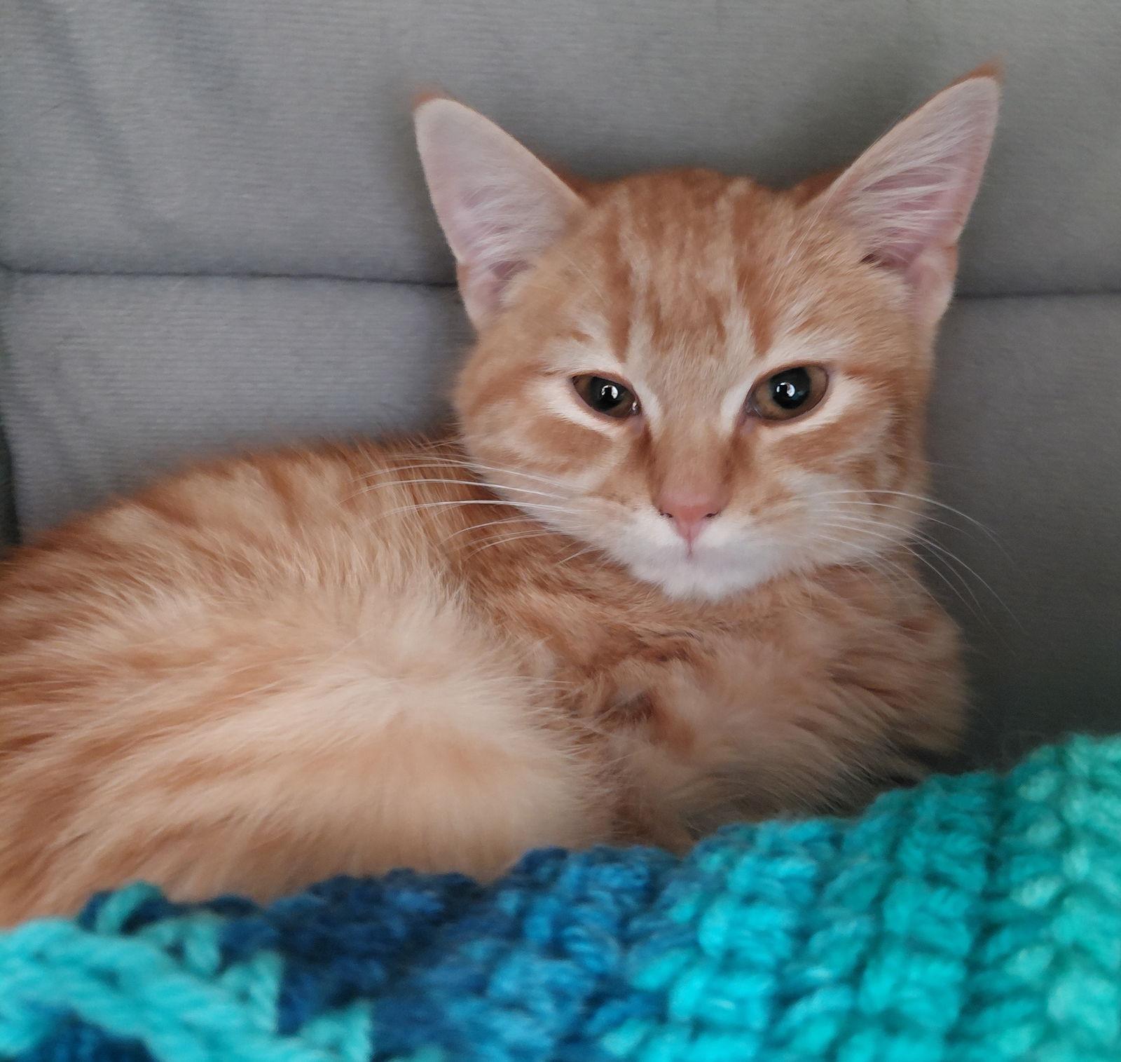 Albert, a Adopted mixed breed in Montello, WI image 1/3