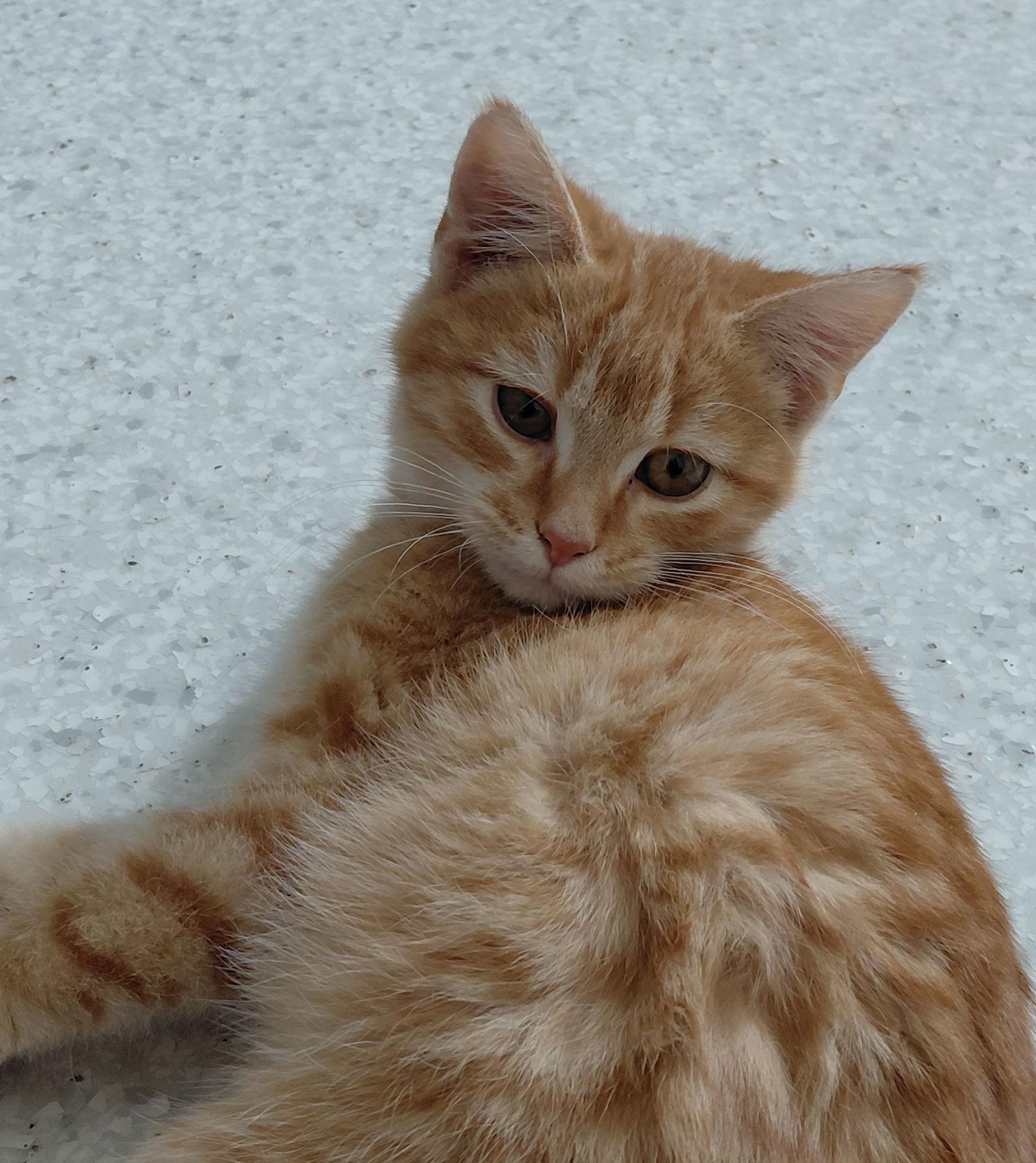 Albert, a Adopted mixed breed in Montello, WI image 2/3