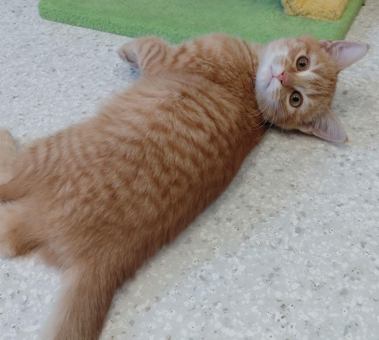 Albert, a Adopted mixed breed in Montello, WI image 3/3